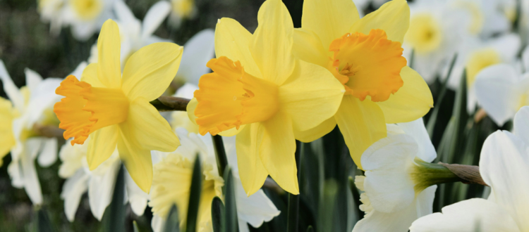 the daffodil, symbol of resilience, hope, strength, courage